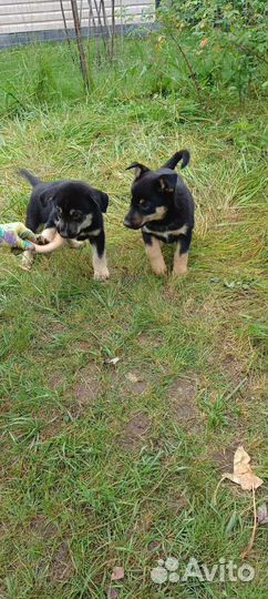 Щенки в добрые руки