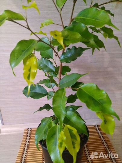Фикус бенджамина пестролистный