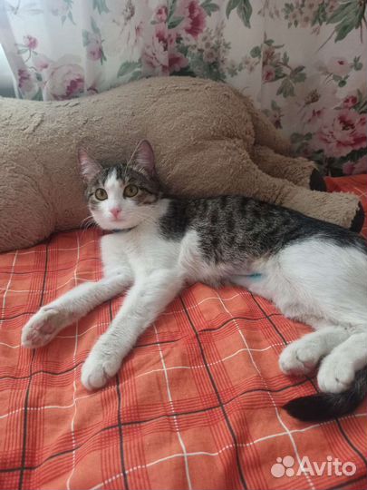 Киви в поисках дома