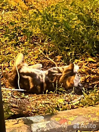 Бенгальский котенок, кот метис