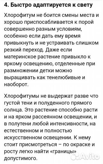 Хлорофитум кудрявый