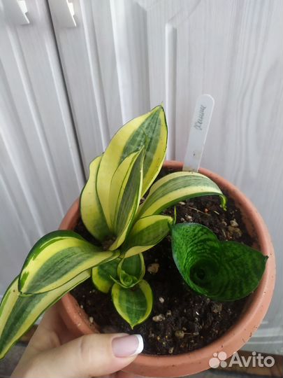 Сансивиерия ханни