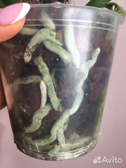 Орхидея фаленопсис