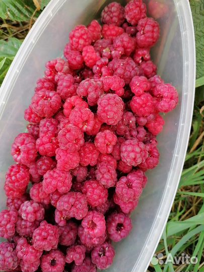 Ремонтантная малина