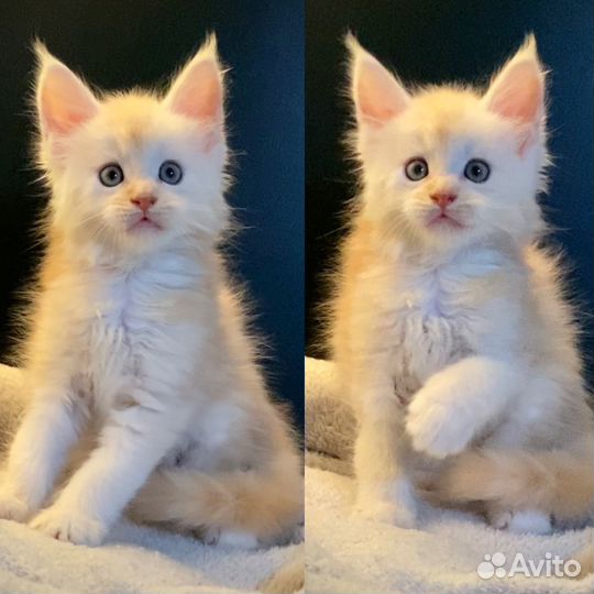 Мейн-кун полидакт