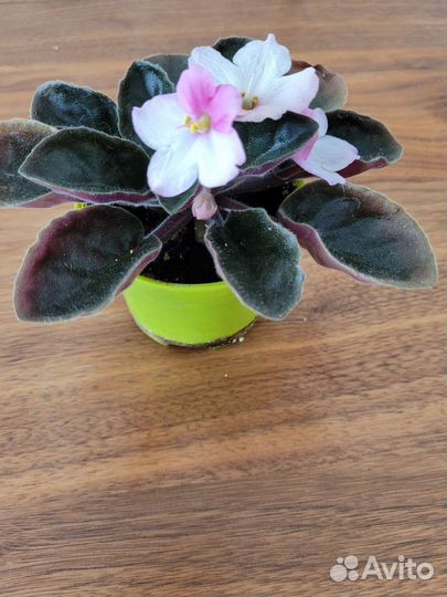 Фиалка розово-белая