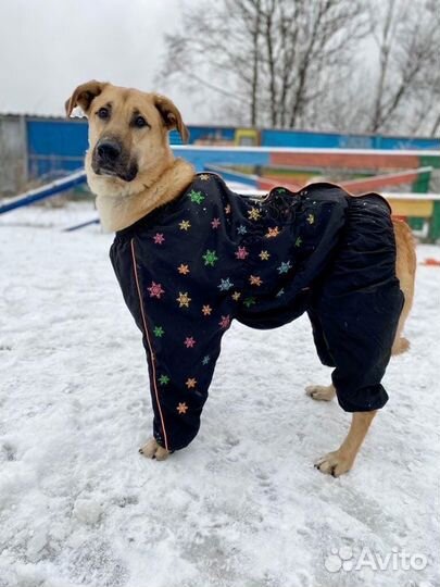 Милый Патрик ищет дом