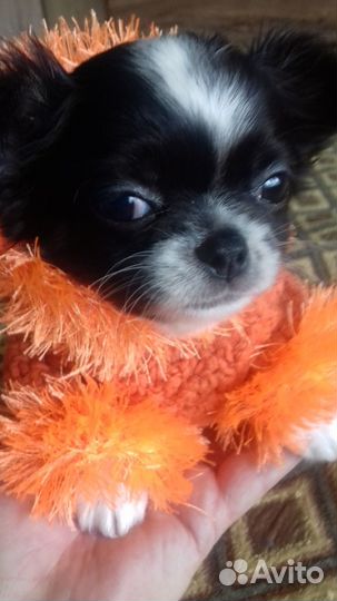 Вязка чихуахуа