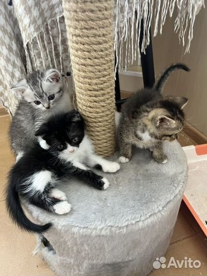 Кошка