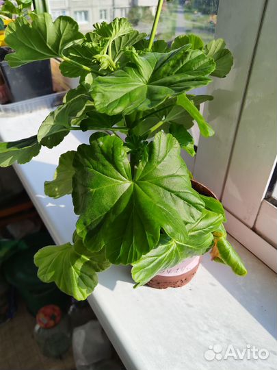 Пеларгония Австралиан Пинк (герань)