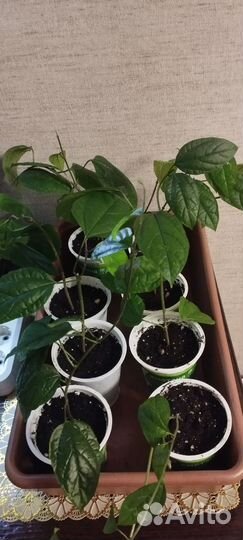 Клеродендрум томпсон