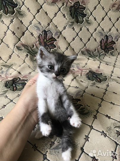 Котик бесплатно