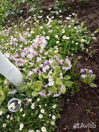 Растения для сада