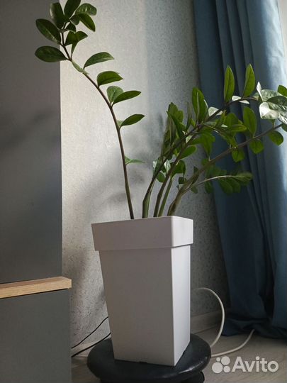 Замиокулькас