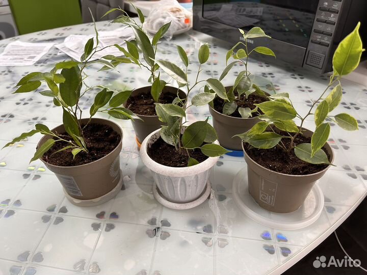 Фикус бенджамина