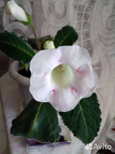 Глоксиния лист