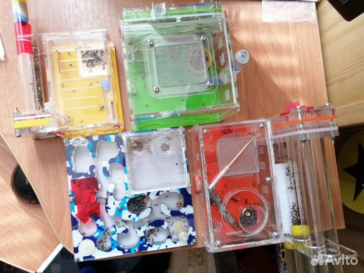 Муравьиная ферма