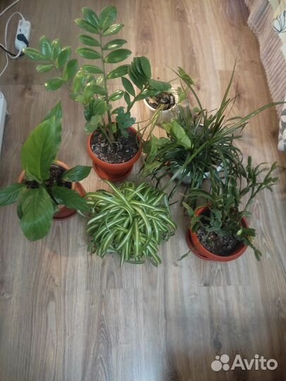 Комнатные растения цветы большие