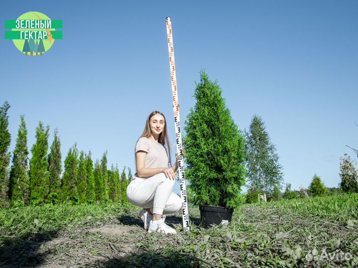 Туи колумна 1,2 м свежая копка 2023