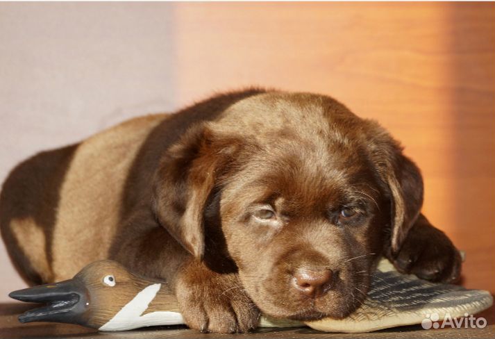 Восхитительные щенки лабрадора