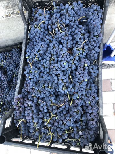 Виноград винный сорт