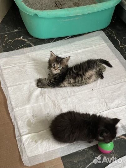 Котята мейн-кун