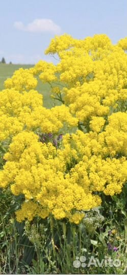 Семена Вайда красильная