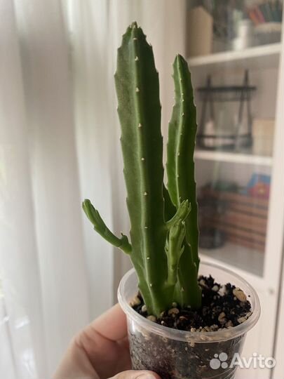 Комнатные растения (разные)