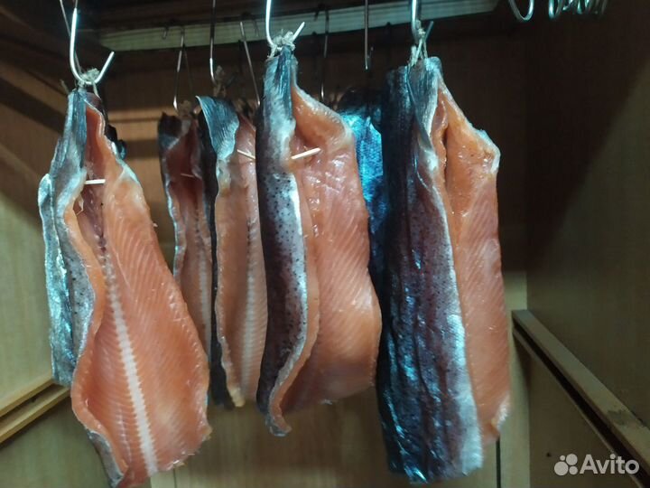 Живая радужная форель