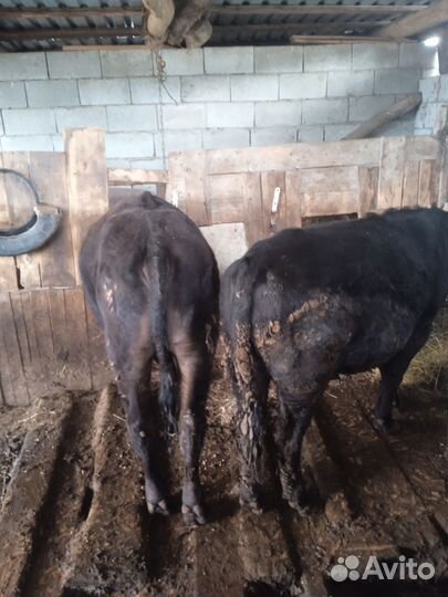 Продажа крс