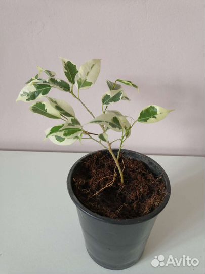 Фикус бенджамина