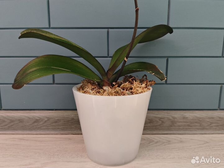 Phal. Kaleidoscope (бабочка)