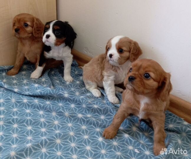 Кавалер кинг чарльз спаниеля щенки