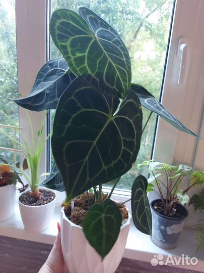 Антуриум кларинервиум хрустальный