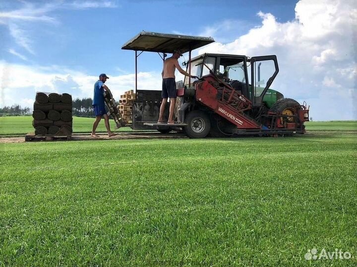 Натуральный газон с поля с доставкой