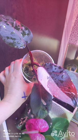 Ред Андерсон гибрид