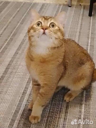 Шотландский кот вязка