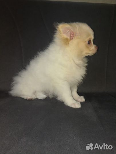 Щенки чихуахуа