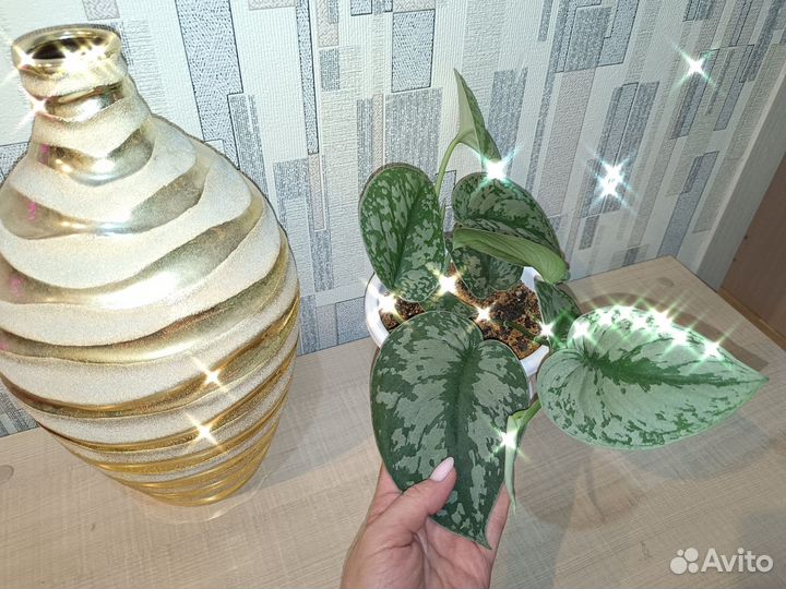 Сциндапсус Пиктус Требе