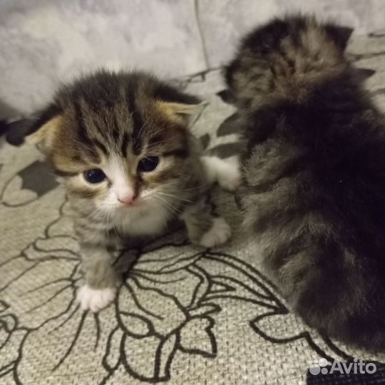 Британские котята