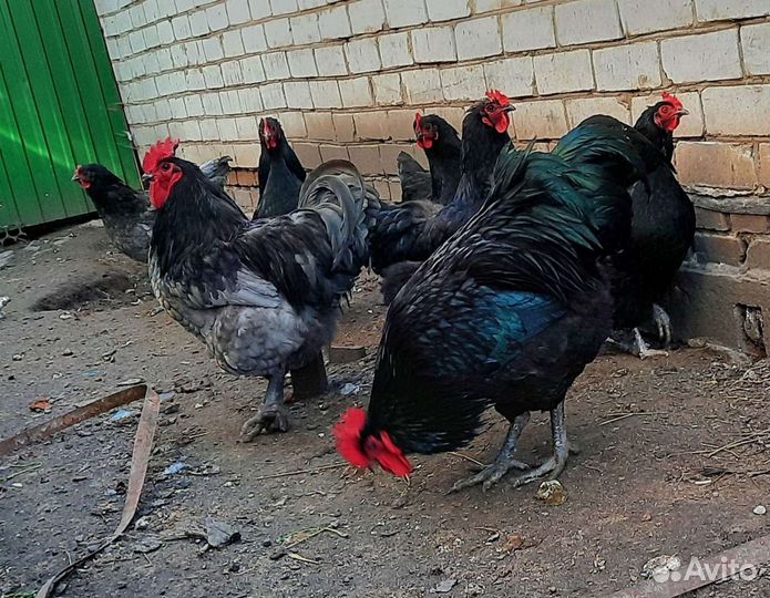 Инкубационное яйцо джерсийский гигант