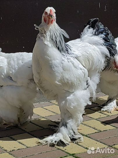 Куры кохинхины, джерсы, светлая брама