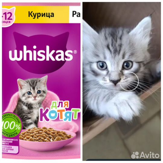 Котята в добрые руки
