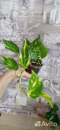 Сциндапсус эпипремнум