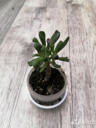 Суккуленты 10 сортов