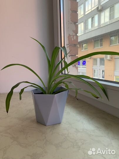 Хлорофитум