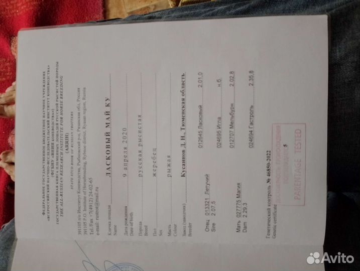 Русским рысак