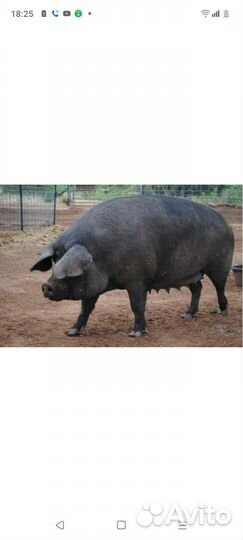 Домашняя свинья