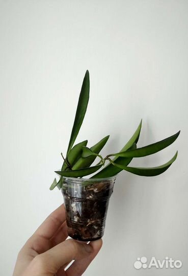 Хойи разные