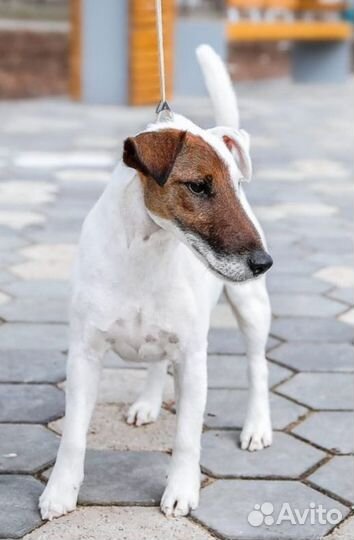 Фокстерьер щенки